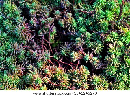 Top view of Sedum, A close-up of small pant on the ground, Pink and green sprouts for a colourful naturel background. Royalty-Free Stock Photo #1541246270