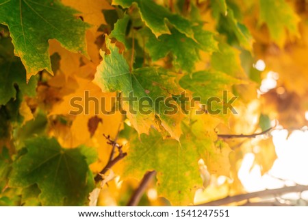 A orange yellow autumn leaves. Outdoor. Colorful backround image of fallen autumn leaves perfect for seasonal use. Space for text.