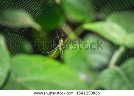 Green spider sitting on a spiders web waiting, Uganda, Africa