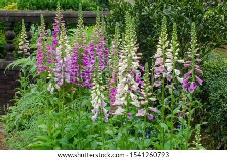 flowers in the garden. Digitalis Purpurea.	 Royalty-Free Stock Photo #1541260793