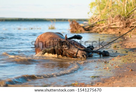 The dark bay horse is lying in the water on a riverbank in a hot sunny day.