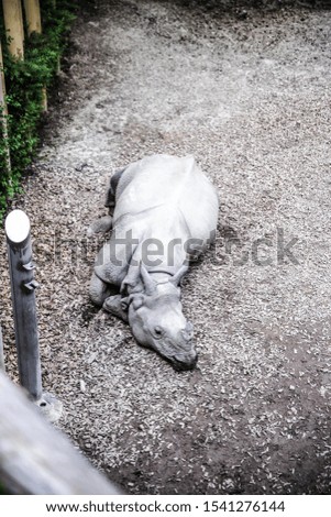 Rhinoceros laying down on sand, zoo
