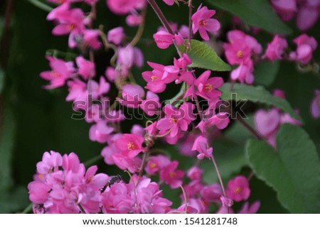 close up blooming pink flowers with blur background green leaf and sky 
 of nature in the garden