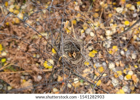 bird's nest in the autumn forest