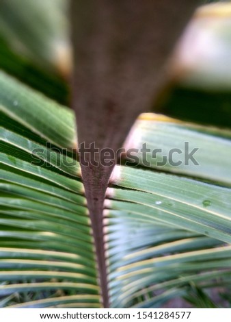 coconut fresh beautiful tree picture 