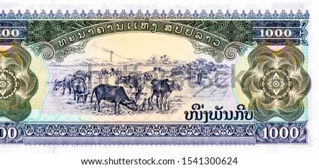 Cattle grazing Portrait from Laos 1000 Kip 1998 Banknotes. 