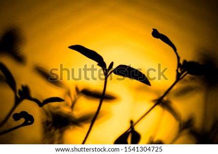 Close up of a backlit cherry tomato sprout