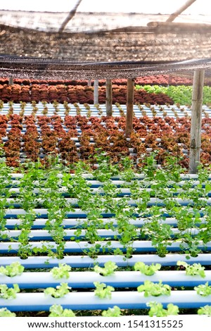 Image of Hydroponics vegetable farm