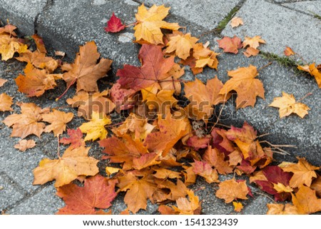 Fallen maple leaves lie on a gray path. Autumn background in a cityscape with fallen orange foliage.