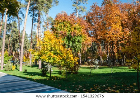 Autumn park on a sunny day. Yellow trees, fallen leaves on the green grass. Fall concept