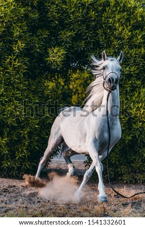 Beautiful white horse caught in motion in the stable with green background and sand flying from underneath it