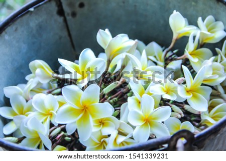 White plumeria and beautiful yellow flowers
