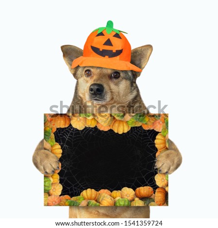 The dog in a pumpkin hat is holding a Halloween blank poster. White background. Isolated.