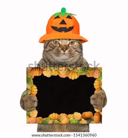 The cat in a pumpkin hat is holding a Halloween blank poster. White background. Isolated.