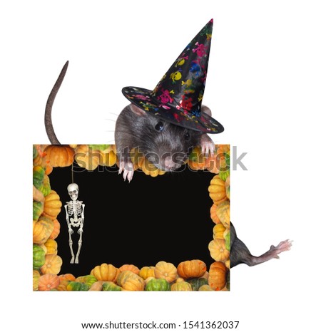 The rat in a witch hat is holding a Halloween blank poster. White background. Isolated.