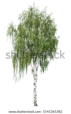 Tree European white birch (Betula pendula) isolated on a white background. Betula pendula tree isolated on a white background. isolated silver birch on a white background. Royalty-Free Stock Photo #1541365382