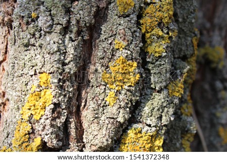 Orange lichen as know as Xanthoria parietina, growing on tree bark