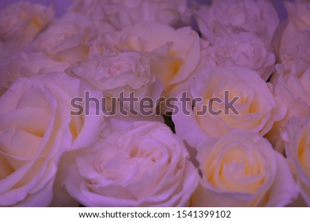 Bouquet of luxurious white roses. Floral composition, background, texture. Postcard, wallpaper. Selective focus.