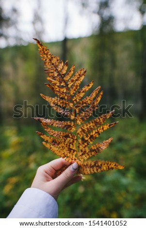 
Photo of a leaf of fern held by a girl