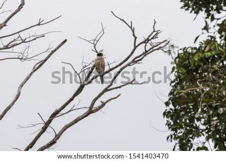 Laughing Falcon photographed in Linhares, Espirito Santo. Southeast of Brazil. Atlantic Forest Biome. Picture made in 2013.