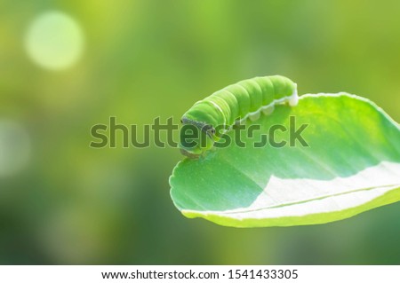 Green caterpillar, a beautiful island found in the leaves, in the morning