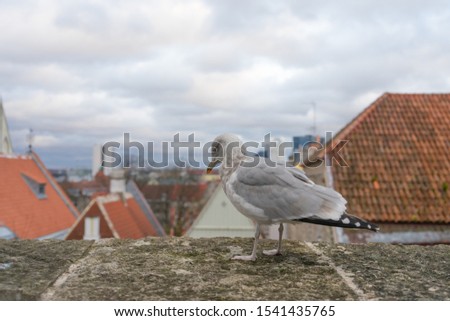 Seagull standing in front of the old town of Tallinn in Estonia