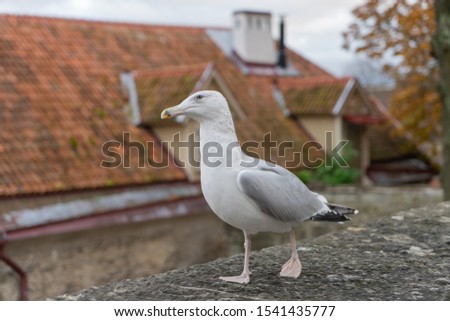 Seagull standing in front of the old town of Tallinn in Estonia