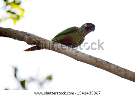 Maroon faced Parakeet photographed in Linhares, Espirito Santo. Southeast of Brazil. Atlantic Forest Biome. Picture made in 2013.