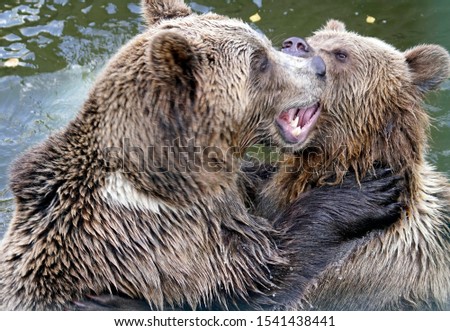 Brown Bears - Ursus arctos pair facing each other, softly playing in the water
