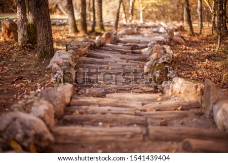 Beautiful path in the autumn forest. Nature landscape backgrounds.