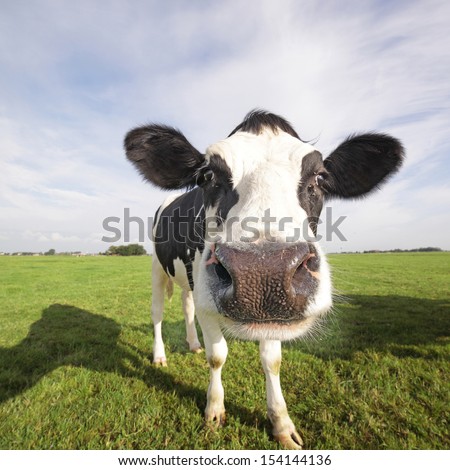 Holstein cow in a field, close-up Royalty-Free Stock Photo #154144136