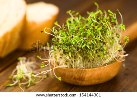 Sprouted alfalfa seeds on wooden spoon (Very Shallow Depth of Field, Focus on sprouts in the front) Royalty-Free Stock Photo #154144301
