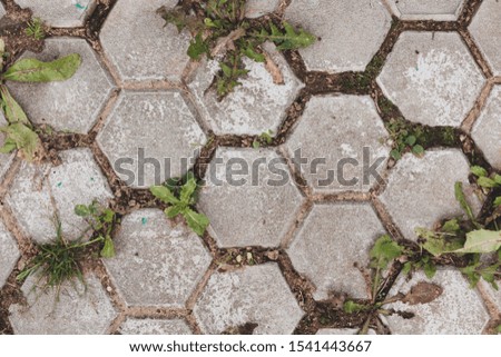 stone tiles in the form of a hexagon, with grass sprouting from the cracks