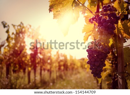 Vineyard at sunset. Royalty-Free Stock Photo #154144709