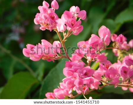 close up blooming pink flowers with  background green leaf ,and blue sky 
 of nature in the garden