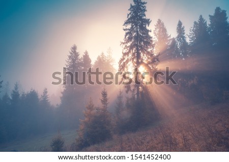 Spruce trees through the morning fog in light rays. Mountain forest at autumn foggy sunrise. Royalty-Free Stock Photo #1541452400