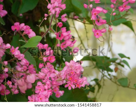 close up blooming pink flowers with  background green leaf, and sky 
 of nature in the garden