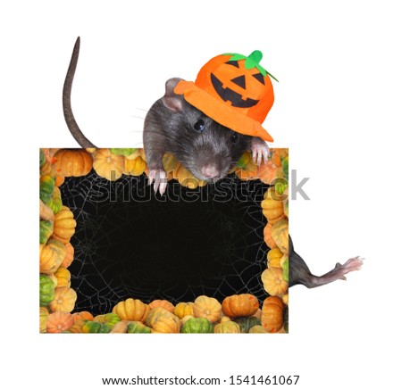 The rat in a pumpkin hat is holding a Halloween blank poster. White background. Isolated.