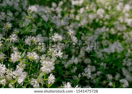 Close up of labrador tea flowers. Green wallpaper. Sping and summer season. Nature concept.