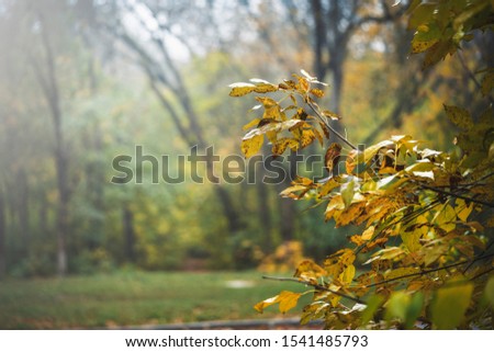 Autumn landscape in the park.
