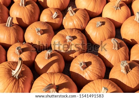 Pumpkin on market. A large collection of yellow pumkins or gourds on market on a sunny autumn day. Beautiful background for natural health and nutrition concept.