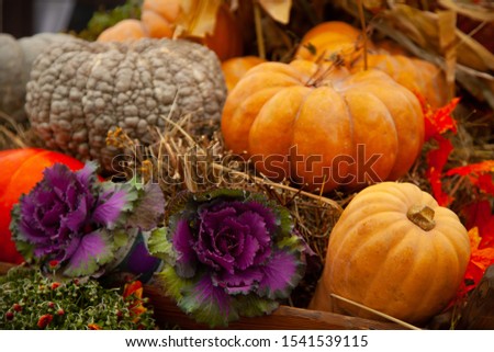 pumpkins in honor of the celebration of autumn and Halloween. festival of vegetables.