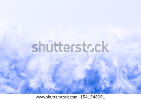 Beautiful abstract purple and blue feathers frame on white background and colorful soft white pink feather portrait frame texture