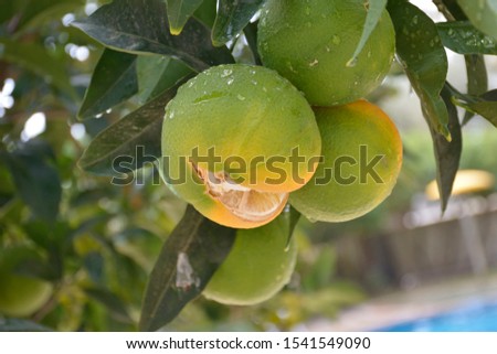 Beautiful oranges ripening after rain