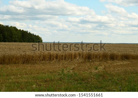 August wheat field and forest on the horizon