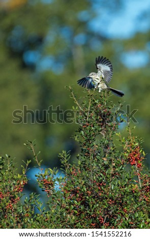 Northern Mockingbird landing in a Holly bush