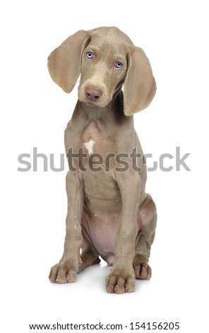Full length photo of a young Weimaraner dog on white