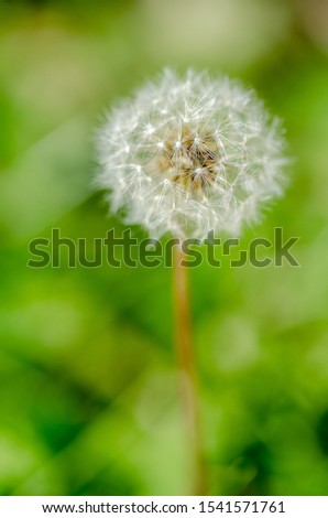 Closeup of one dandelion flower with white seeds