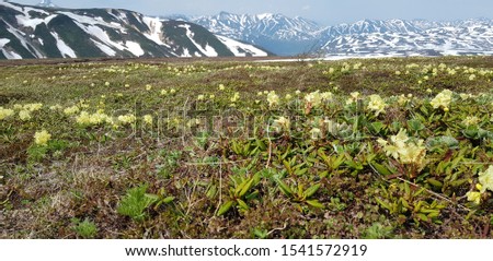 Alpine meadows in the region of short summer.