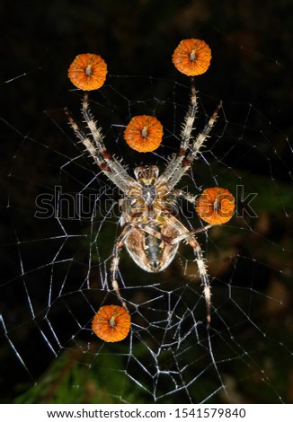 Isolated images of a bumpy pumpkin pasted upon a picture of an orb weaver spider with a side arm in a juggling pattern for Halloween 